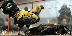 Đá gà cựa sắt 789bet có gì hấp dẫn?